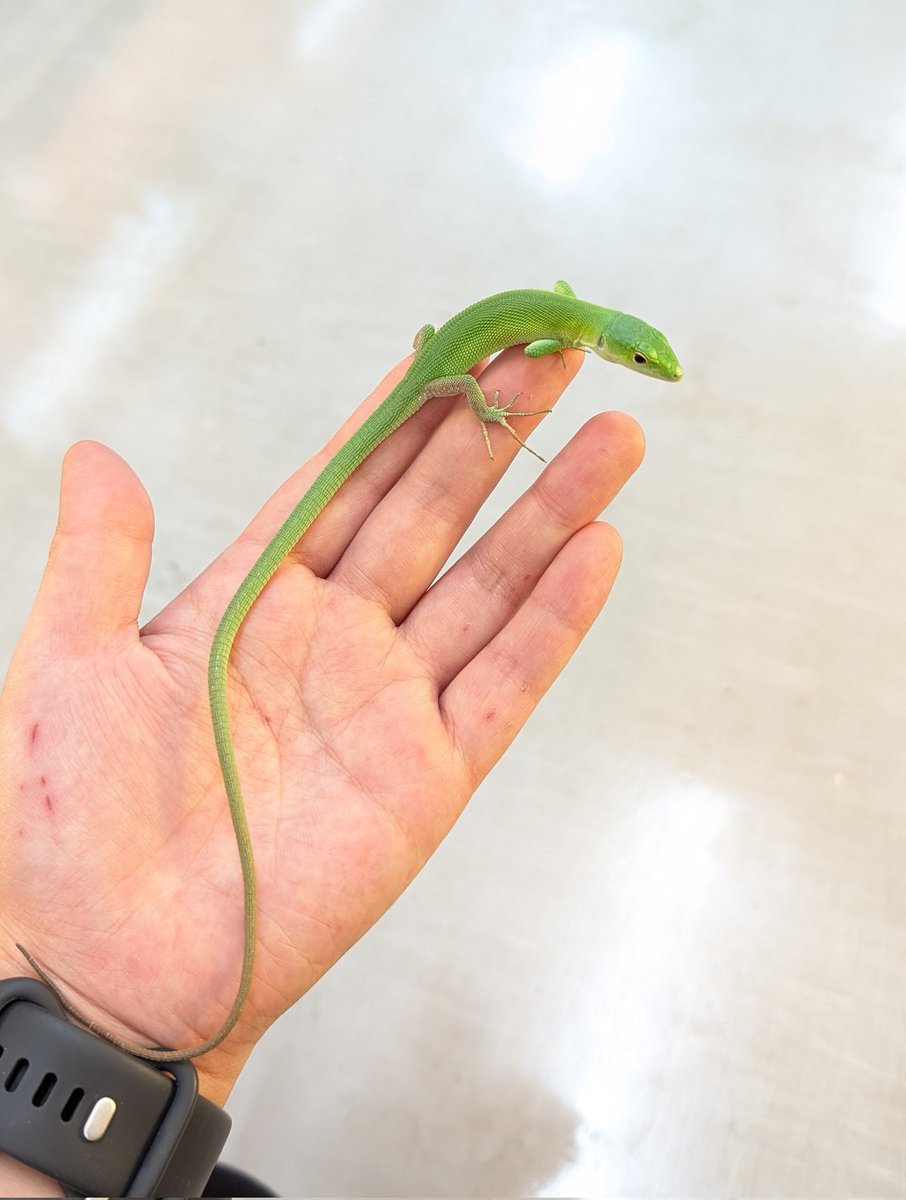 在庫生体紹介！！】 ・ミドリガストロカナヘビ 樹上傾向が強く立体活動