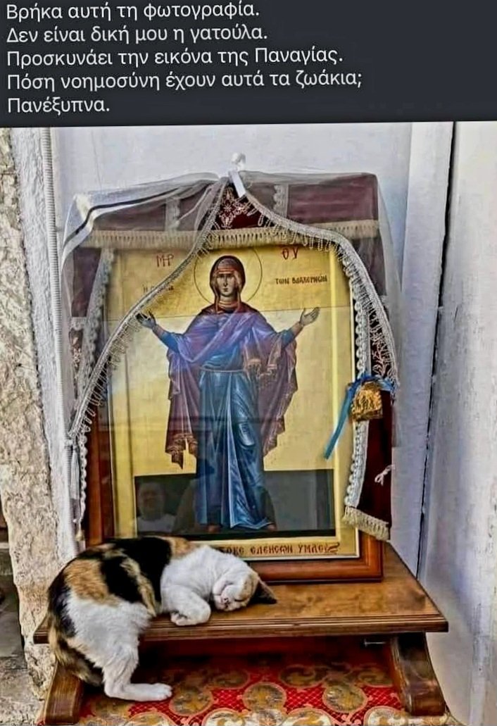 ferminadas85's tweet photo. μέχρι και οι γάτες προσκυνάνε την παναγία
ρε αντίχριστοι,άπιστοι https://t.co/Qui6dypxMo