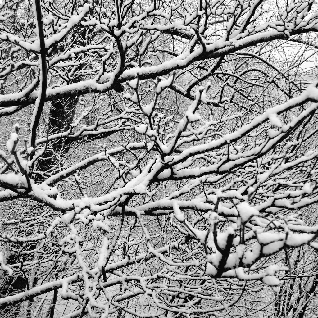 Bababelachan's tweet photo. Plant life in winter
Heart seeks pleasure beneath frost
Springs rumination
#haiku #poetrycommunity #poetrylovers #poetry #poem #poetryislife https://t.co/5jQ28qmQMF