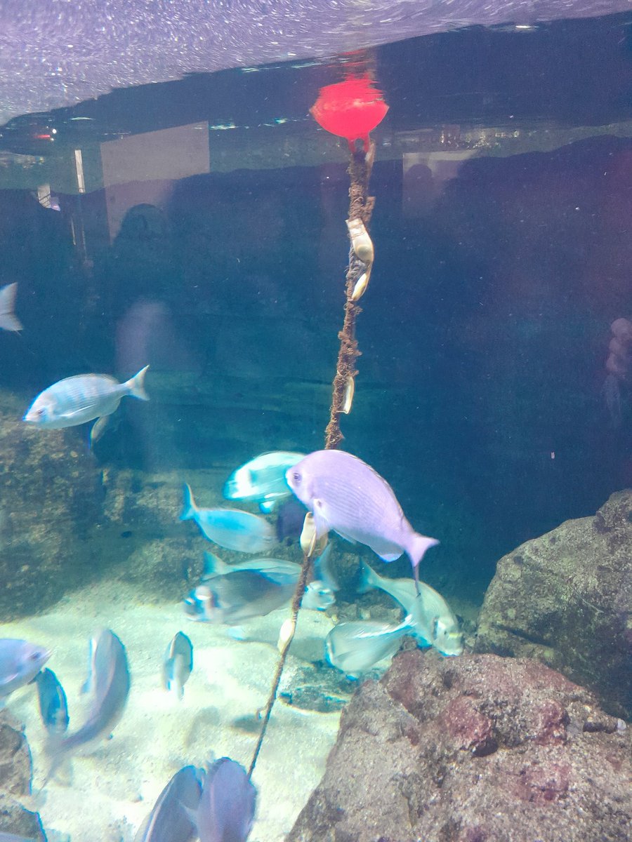 Visite guidée de l'aquarium de Paris pour le Lycee Inversé <a href="/LyceeVillon/">Lycée François Villon</a>!
Fred le homard orange (couleur due à une mutation rare) qui a été sauvé par un cuisinier!
Le poulpe et ses duplos!
Les requin roussette et leurs œufs accrochés sur une corde!
