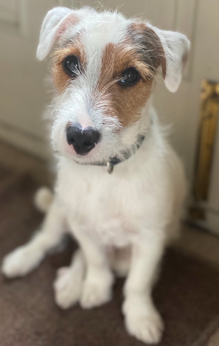 I’ve been using Twitter to complain a lot recently. Booooooo! 
Now time for some positivity and gratitude. Here’s something to smile about #dog #Gratitude