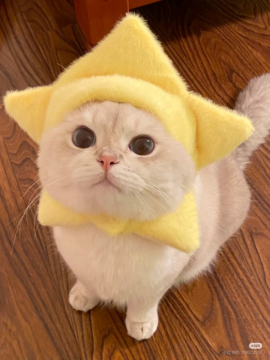FortuneCutieO's tweet photo. https://t.co/qt7NO7IwN4