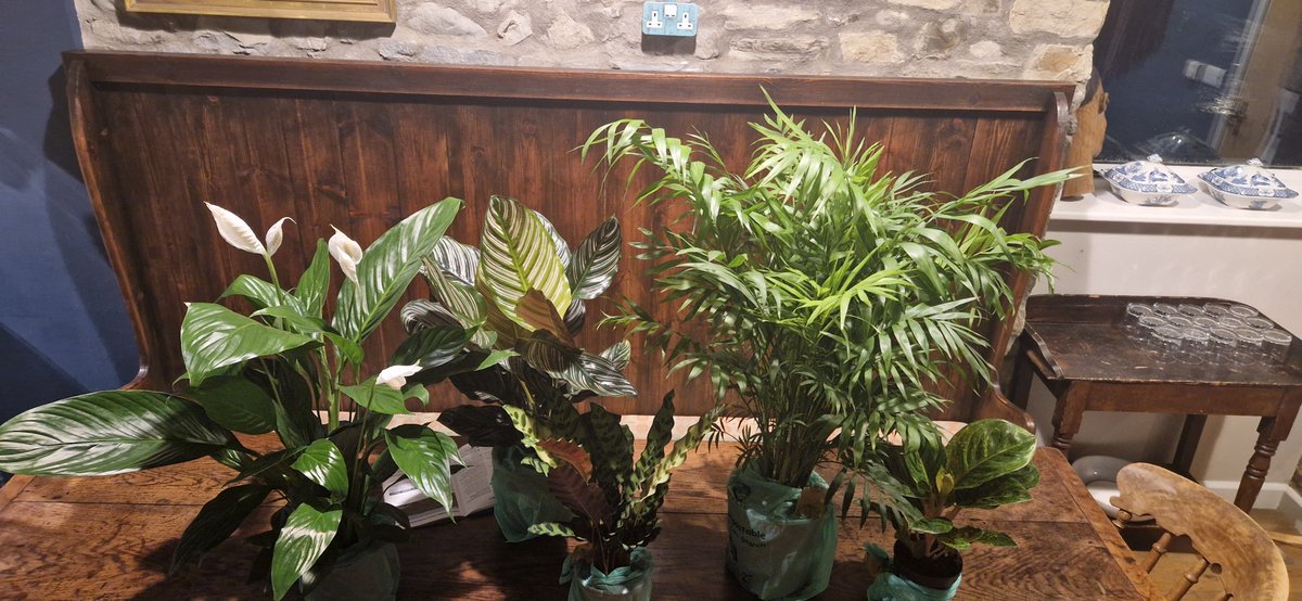 Bought a lovely little collection of houseplants to brighten up the conference centre #venue Wales #conferencewales