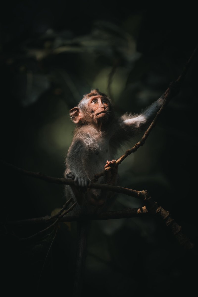 Laurabccom's tweet photo. Some shots from the new Bali photography vlog I shared on my channel. 🎞️

I take you to two incredible locations in Bali while challenging myself to shoot with only one lens: Sony 70-200mm f2.8 GMII

This beast of a lens in combination with my Sony A7RV is INSANE!

Link below! 🥰 https://t.co/jwH9jlkS3h