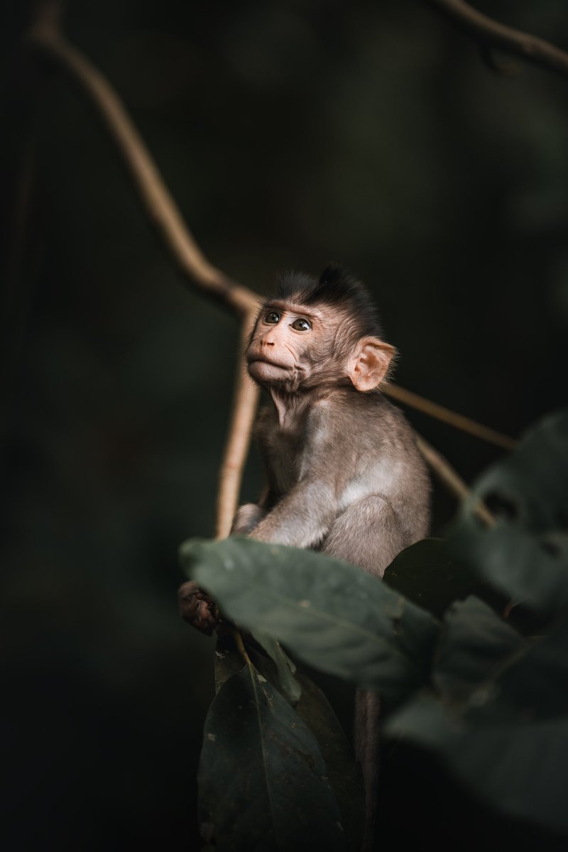 Laurabccom's tweet photo. Some shots from the new Bali photography vlog I shared on my channel. 🎞️

I take you to two incredible locations in Bali while challenging myself to shoot with only one lens: Sony 70-200mm f2.8 GMII

This beast of a lens in combination with my Sony A7RV is INSANE!

Link below! 🥰 https://t.co/jwH9jlkS3h