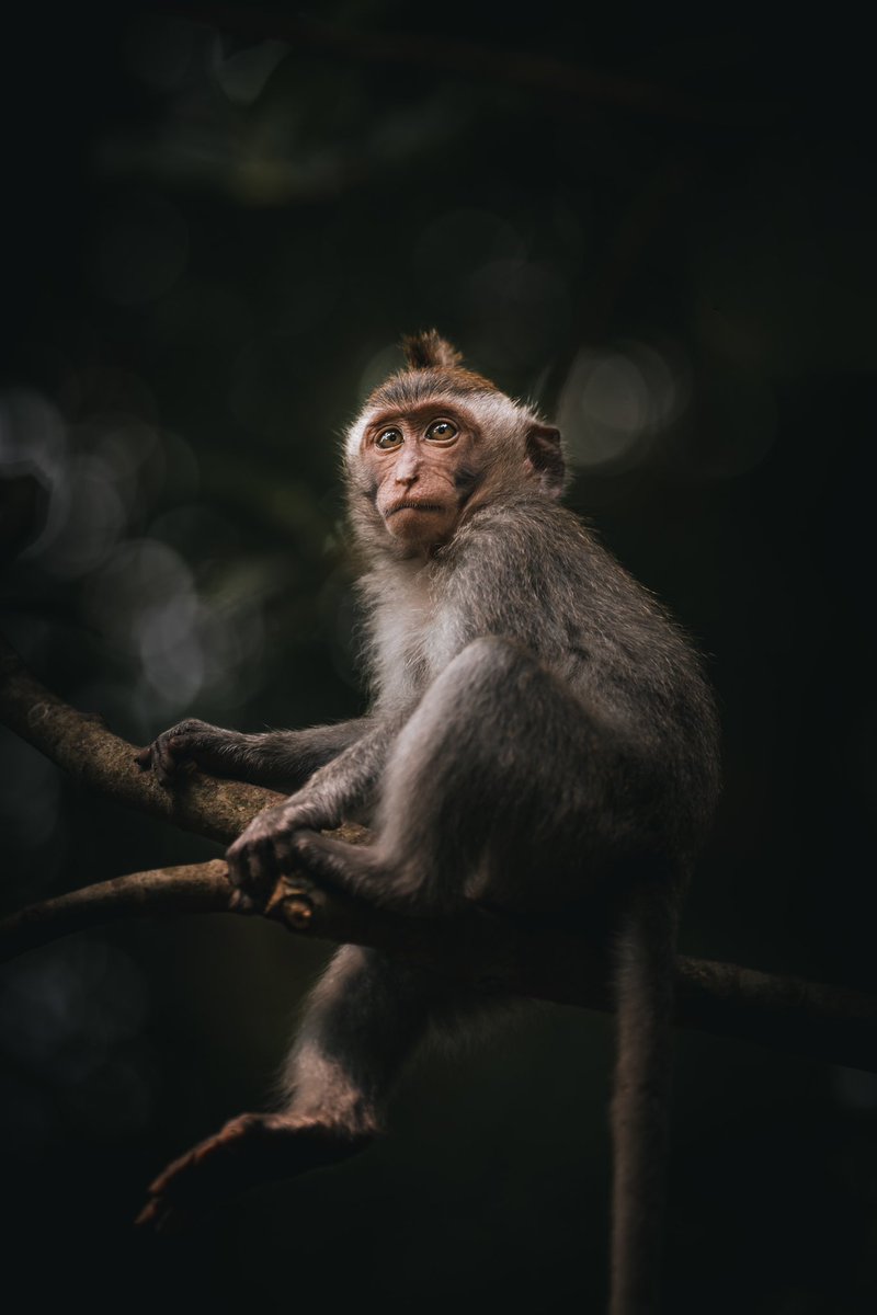 Laurabccom's tweet photo. Some shots from the new Bali photography vlog I shared on my channel. 🎞️

I take you to two incredible locations in Bali while challenging myself to shoot with only one lens: Sony 70-200mm f2.8 GMII

This beast of a lens in combination with my Sony A7RV is INSANE!

Link below! 🥰 https://t.co/jwH9jlkS3h