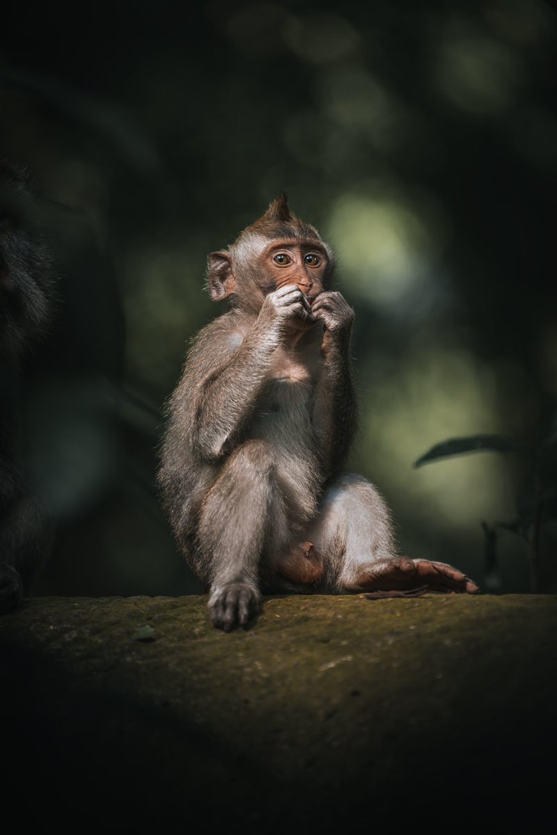 Laurabccom's tweet photo. Some shots from the new Bali photography vlog I shared on my channel. 🎞️

I take you to two incredible locations in Bali while challenging myself to shoot with only one lens: Sony 70-200mm f2.8 GMII

This beast of a lens in combination with my Sony A7RV is INSANE!

Link below! 🥰 https://t.co/jwH9jlkS3h