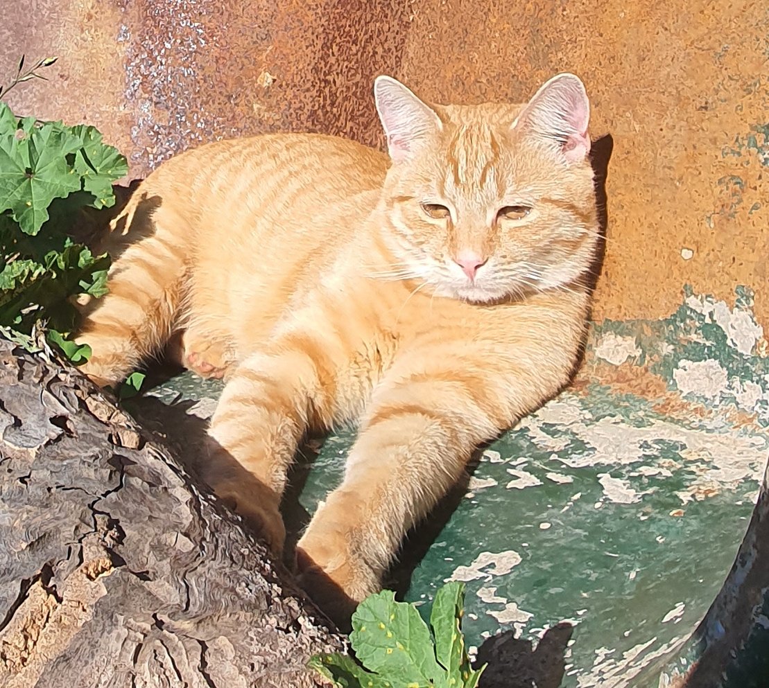 Capu_Official's tweet photo. Yep...That's me chillin in my favorite spot.
Aint I cute!? 😻
$CAPU 🐱 Cat with a Purpose. Meow!🚀
🔥#DeflationaryFire #BurnBabyBurn
https://t.co/DIvsTOoJyp
https://t.co/wtSWGLpZR1
https://t.co/Edw0K0HrUF
#CAPU #DOPU #XIPU #BBB #XDC #XDCNetwork #MemeCoin #Memes #Crypto https://t.co/aTI2CS5UZn