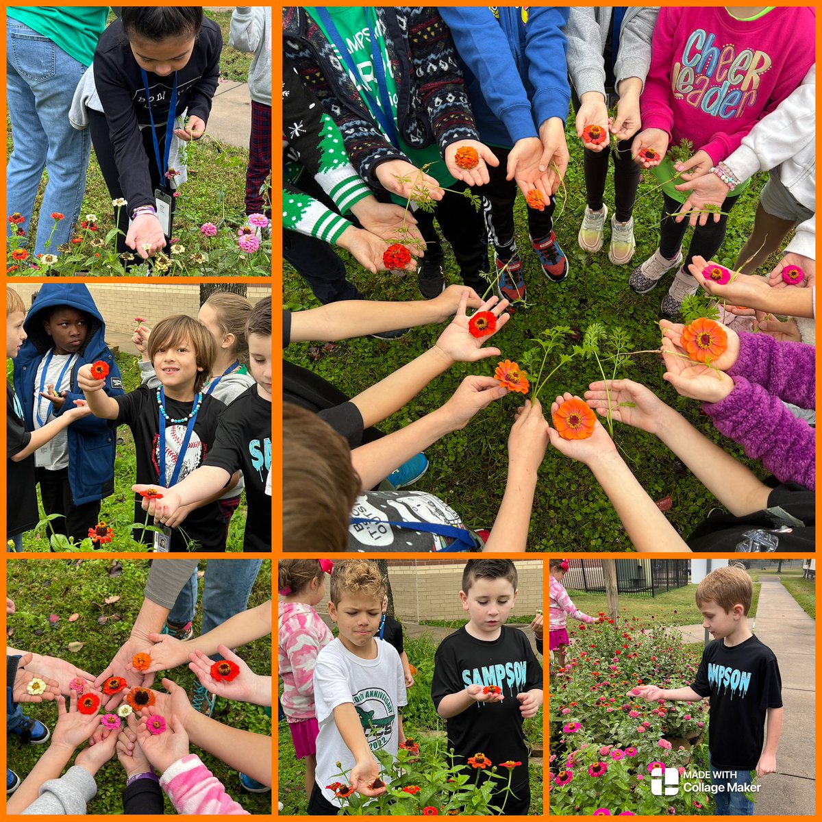 🧑🏼‍🌾Garden Day! 👩🏼‍🌾 We used math in the garden today to look for patterns and to measure!  We also thinned the carrots and picked some beautiful zinnias before they feeeze! 🐚🦋🥬🍁🥕🌼🌻<a href="/SampsonPTO/">Sampson PTO</a>  <a href="/readygrowgarden/">Ready to Grow Garden</a> <a href="/2ndgradeSampson/">Sampson2ndgrade</a>