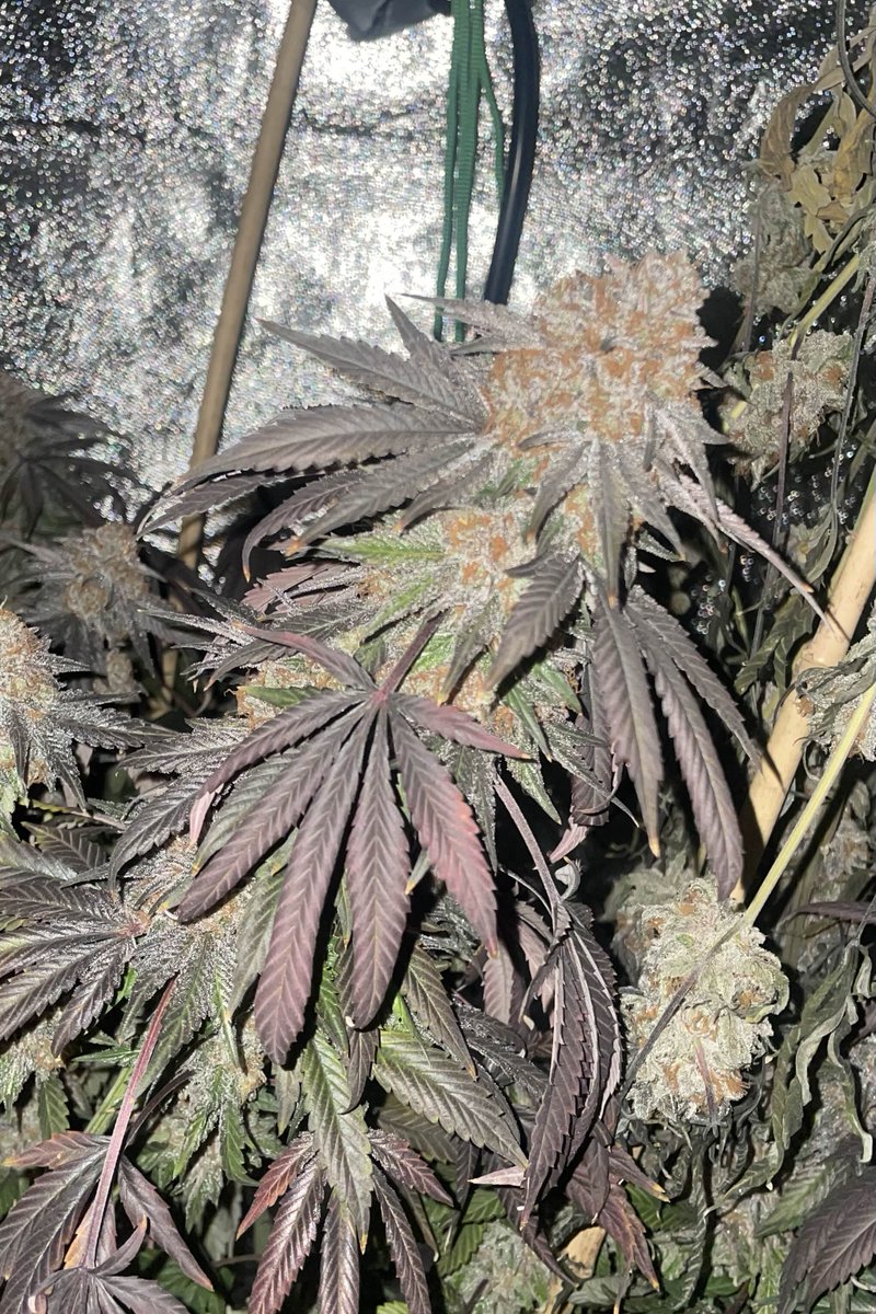SocalSeedVault's tweet photo. 🔥 Great Grow Off 2024 🔥

Project: Holy Water F2 by SSV. 

Last chance to vote for RoberttheB! - https://t.co/gXG8ZXfoHS

Thank you  for checking it out. So many votes have come in. Respect. B ~ SSV https://t.co/Dt30TzlriB