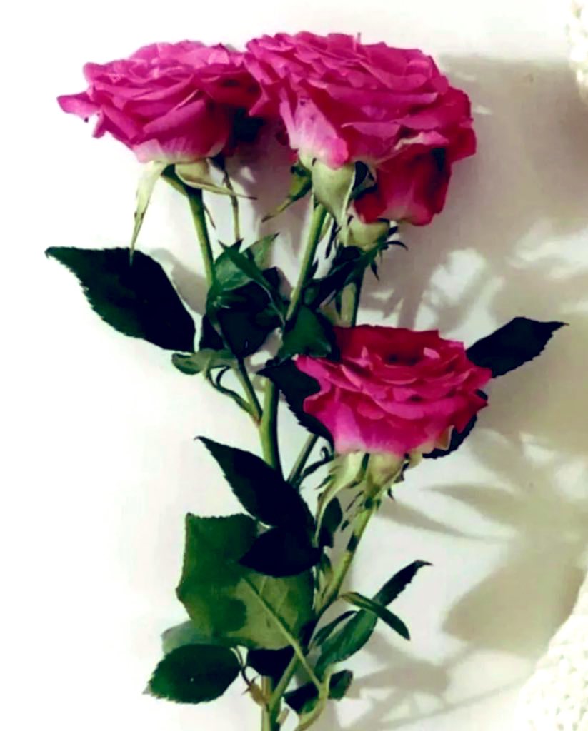 '

صِـبّـــآحً آلَـــوِردُ وِعَـبّـيّرهِ وِعَطٌـــرهِ آلَمِنٌثًــوِر ،💗

        # صبآح_ღ_ألـوورد_ღ_🤍💗