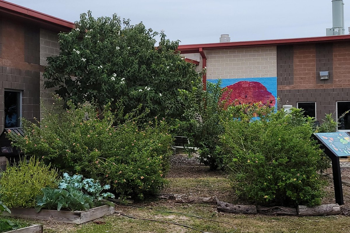 On Friday, December 6th, the LBJ staff enjoyed  breakfast tacos made with eggs freshly harvested from our very own coop, the Knight's Henitentiary! Our chicken coop is a proud part of our garden.  A big shout out to Veronica Rodriguez for her dedication in sustaining our garden!