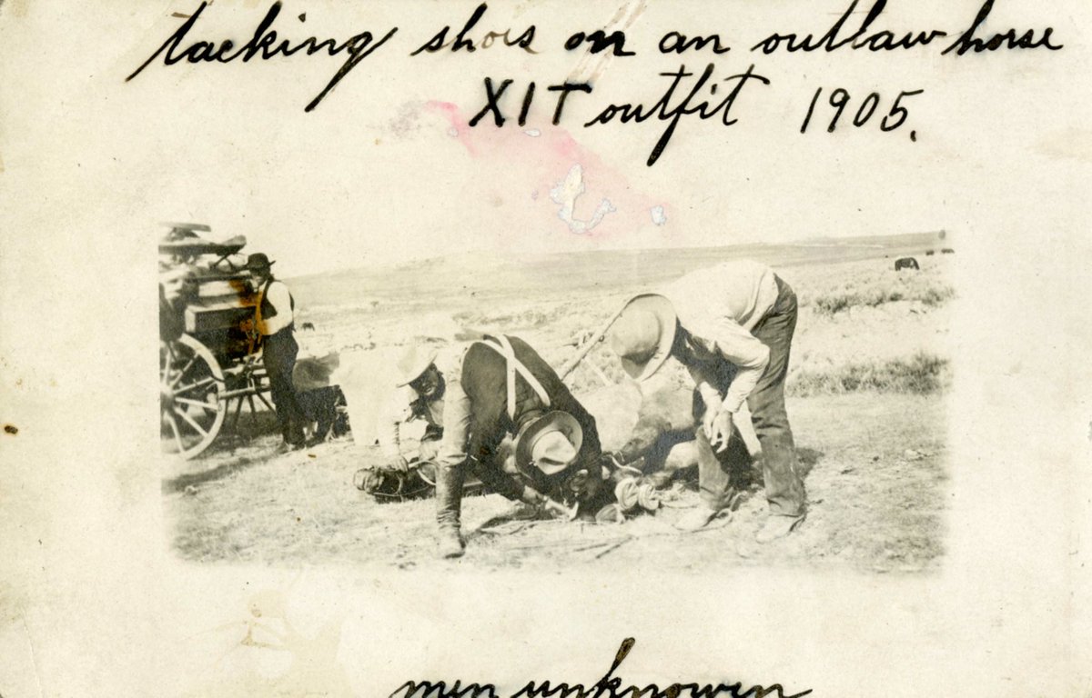 XITRanch's tweet photo. Tacking shoes on outlaw horse. XIT outfit 1905, men unknown
XIT Ranch Photo Scrapbook
Texas A&M University-Corpus Christi
#XITRanch #TenInTexas #RanchLife #Outlaw #Farrier #Horse #Cowboy https://t.co/RAGMUyHR4F