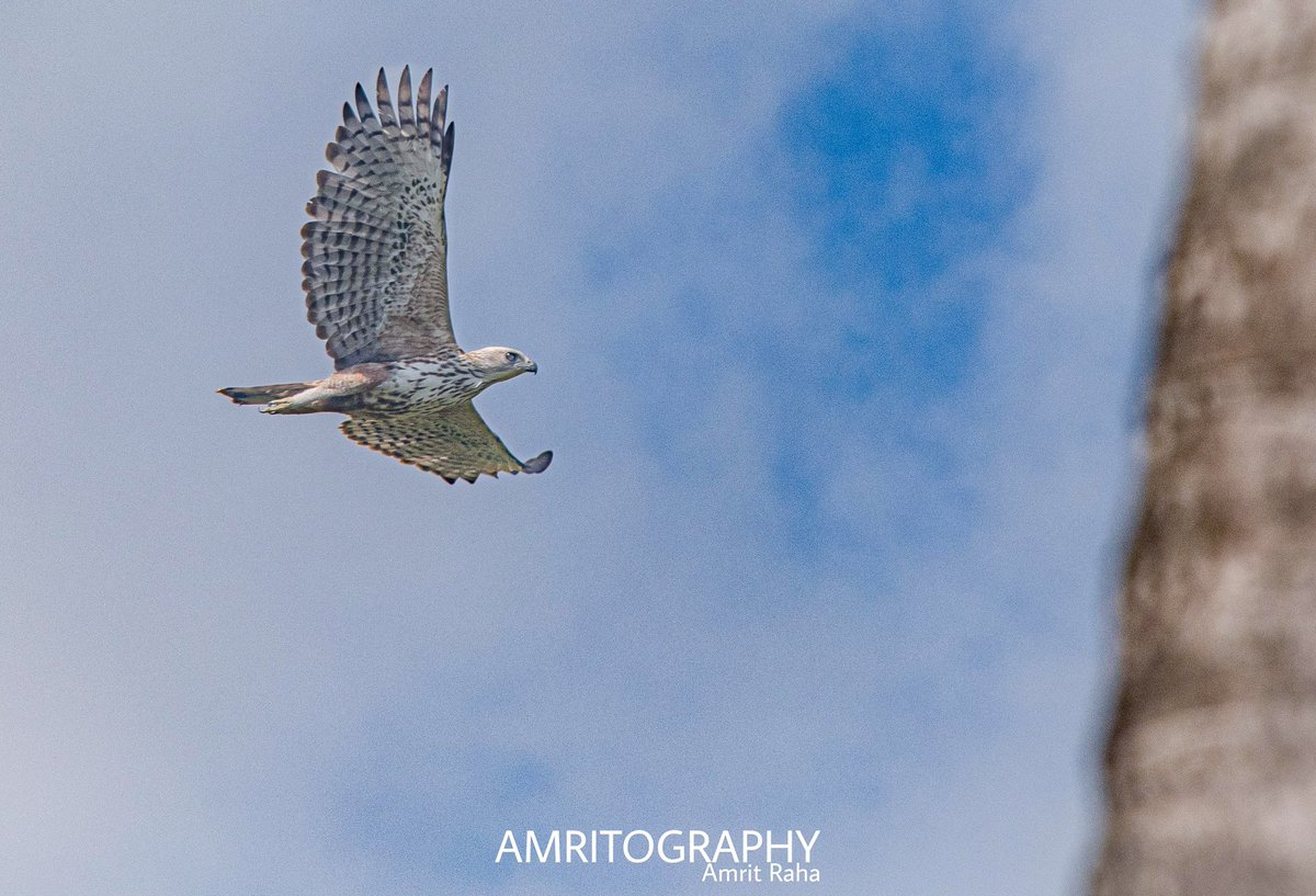 CupidRaha's tweet photo. T1411
It's the fly which can take oneself higher in all ethics...
#ChangeableHawkEagle
#amritography©
#amritography
#birdingwithamritography
@AACAndaman
@birdcountindia @earlybirdncf @IndiAves @photohour
@AndamanPolice @MediaRN_ANI @Andaman_Admin @directorate_ipt @AndamanForests https://t.co/h1aiOOykag