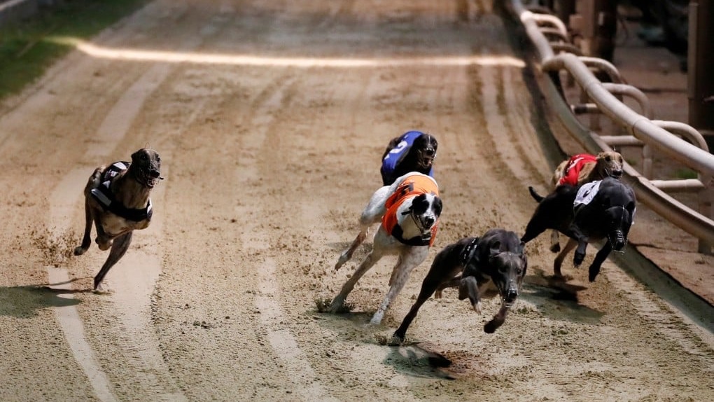 GREYHOUND RACING WILL BE BANNED IN NEW ZEALAND: In MASSIVE news today Racing Minister Winston Peters has announced that Greyhound Racing will be phased out over the next 20 months in NZ. Persistently high injury rates, much like here in Australia were sighted as the main reason.