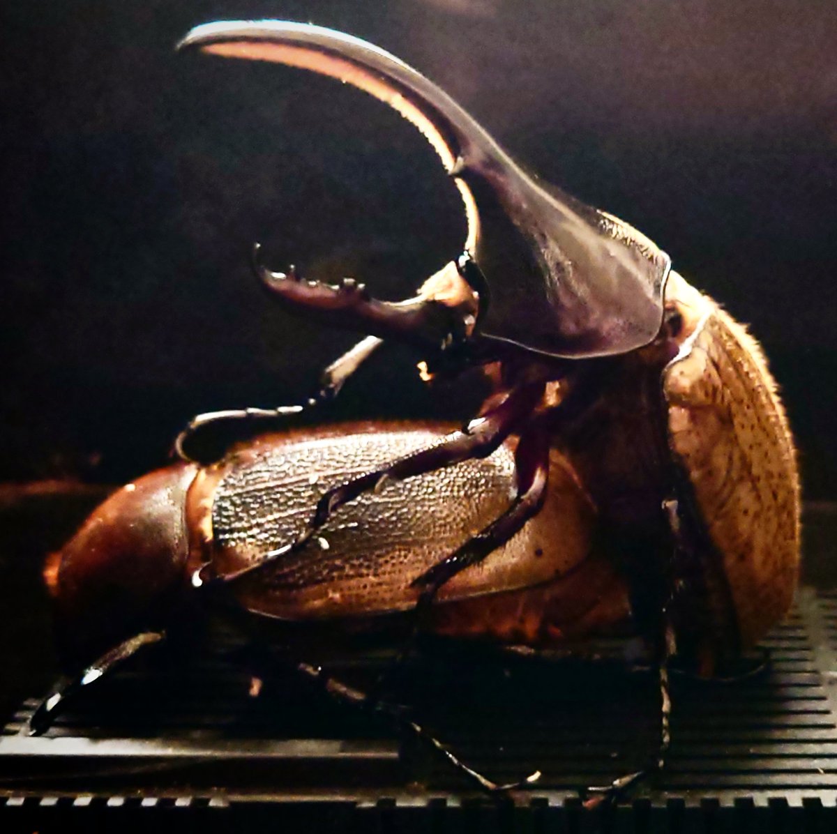 小さい子だけど超渋いですね🥷