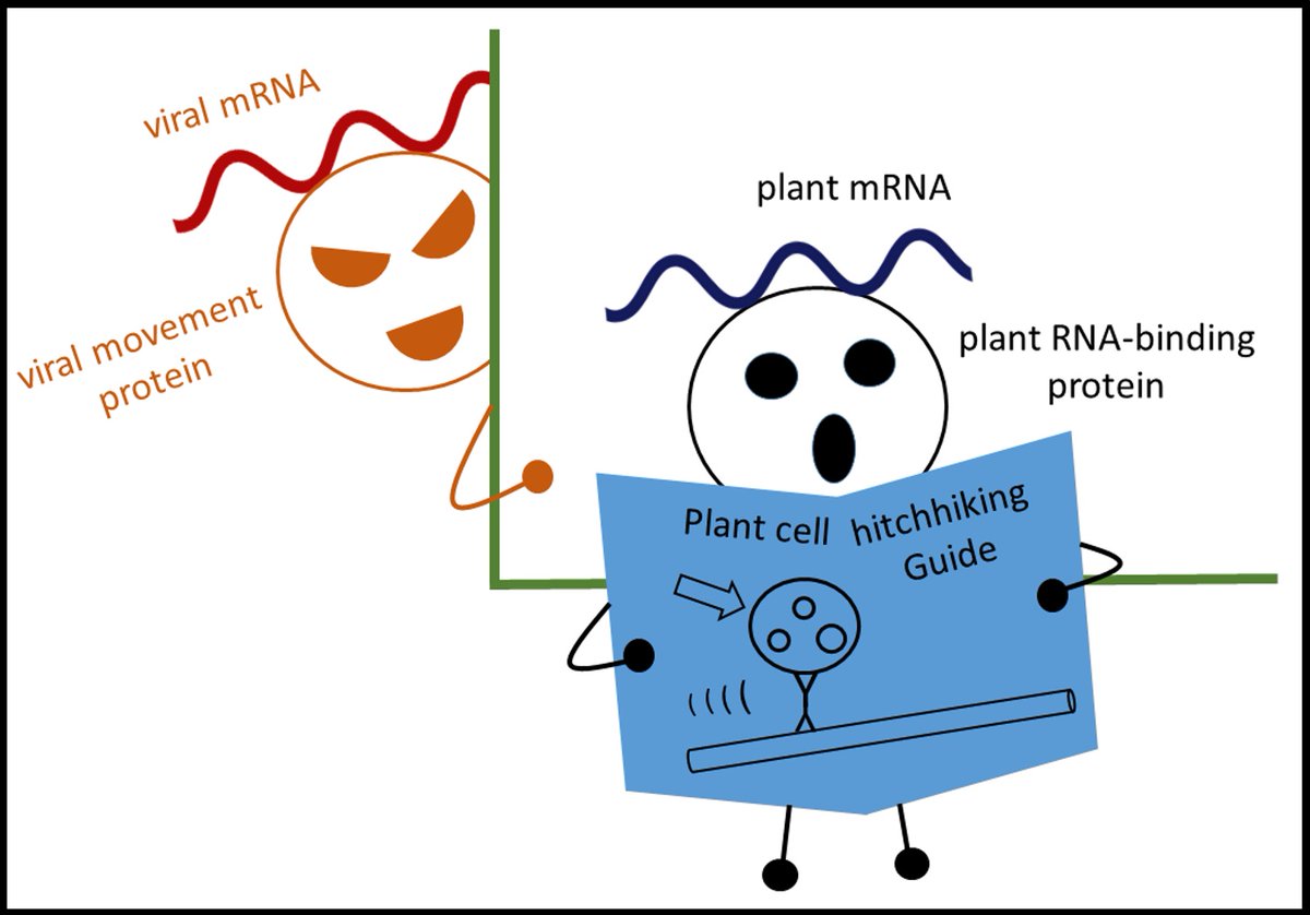 IPMB Academia Sinica (中研院植微所) (@ipmbsinica) on Twitter photo Dr. Kai-Ren Luo <a href="/lokailin/">Kai-Ren Luo</a> from Tien-Shin Yu’s lab <a href="/TsyLab/">TSY Lab🌿@IPMBSinica</a> uncovered how plant and virus mRNAs hitchhike on organelles to target plasmodesmata for movement, revealing key strategies for viral infection defense.
facebook.com/photo/?fbid=91… Dr. Kai-Ren Luo <a href="/lokailin/">Kai-Ren Luo</a> from Tien-Shin Yu’s lab <a href="/TsyLab/">TSY Lab🌿@IPMBSinica</a> uncovered how plant and virus mRNAs hitchhike on organelles to target plasmodesmata for movement, revealing key strategies for viral infection defense.
facebook.com/photo/?fbid=91…