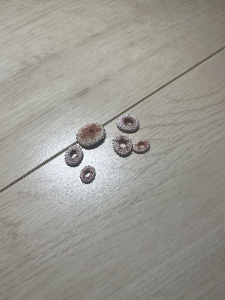 ティーダナガウニモドキ いつみても美しい