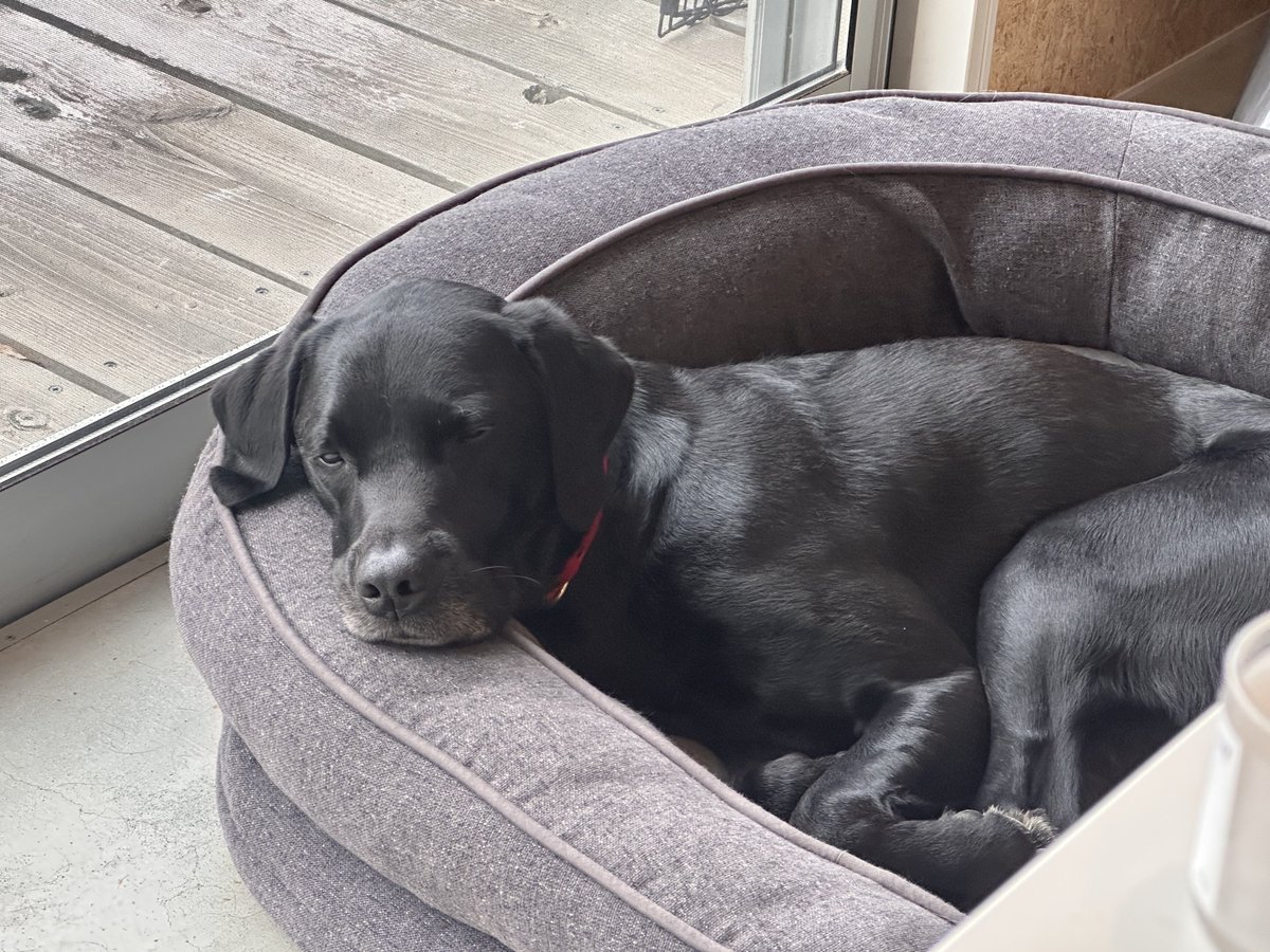 すごく久しぶりにツイートするのに、犬のことじゃないです。笑
ポインティのポッドキャストが教養深く、受容性も高くて本当にすごい。
このように人の話を聞けるようになりたい。

一応グータラする犬を貼っておきます。笑