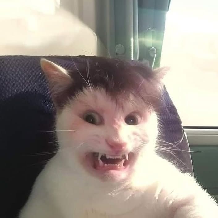 hourly_shitpost's tweet photo. https://t.co/Yg0UAgoM7q