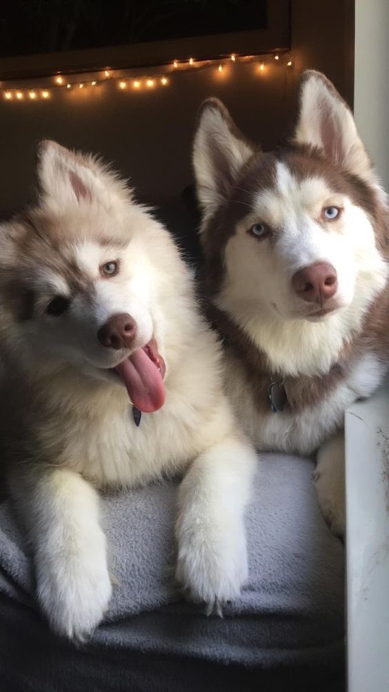 larionela's tweet photo. Hicieron un desmadre los huskys 😅 https://t.co/JWnfOJsgoT