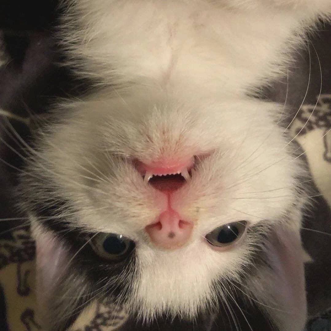 Meow