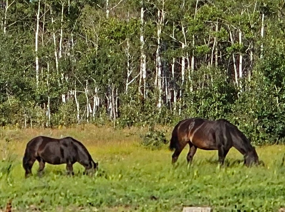 🌾🐴 Is your horse getting the nutrition he deserves? 🐎💖 The right hay is crucial for his health and well-being! thehorse.com has some great info on making informed forage choices that support your horse's needs. 🥗 #HorseHealth #ForageWisdom  thehorse.com/1124829/choosi…