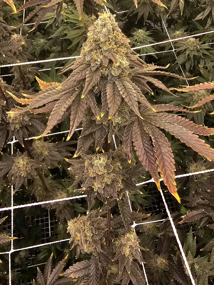 Raw Genetics Direct tweet media