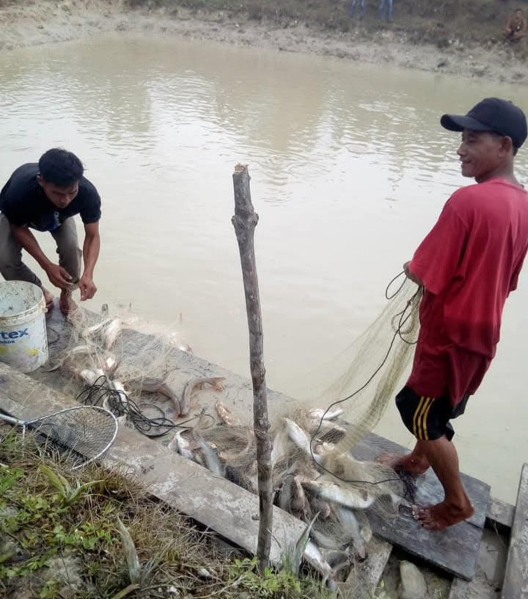 Selasa(10/12/24) Setiyati Rahayu,S.Pi Luhkan Merangin Jambi kegiatan panen ikan patin kolam tanah Pokdakan Jaya Bersama desa Tambang Emas kecamatan Pamenang Selatan,prod.241kg, size 2-3ekr/kg,hrg25rb/kg.
#GiatLuhkanSatminkalBRPPUPP
#luhlapor 
#panenproduksi
<a href="/bppsdm_brppupp/">BPPSDM_BRPPUPP.Palembang</a>