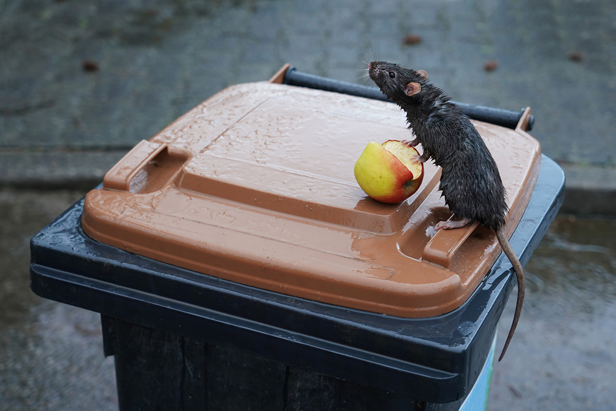 Rain and wind can flood and damage natural nesting areas of rodents, forcing them to seek higher ground including inside your home (particularly into “high ground” such as attics).  If you suspect a rodent problem in your home, Contact TNR Exterminators we can help. Visit our