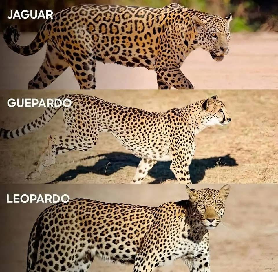Esta es la diferencia entre los tres felinos.