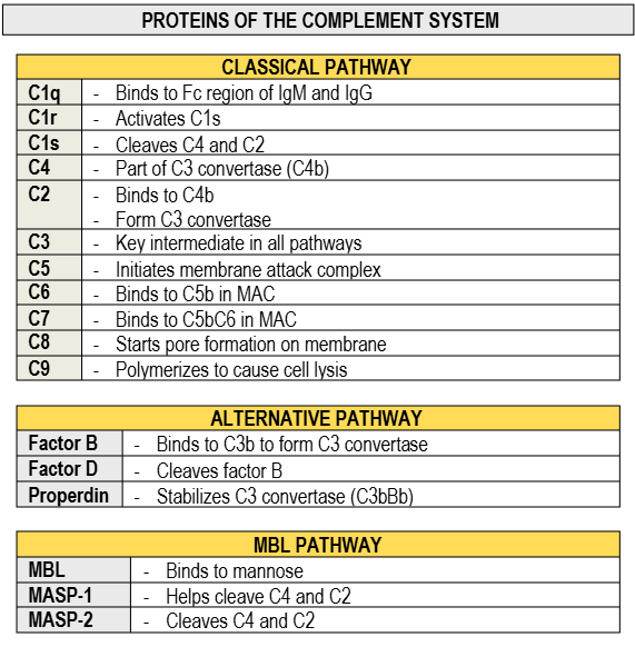 rierie_rieriee's tweet photo. Proteins of the Complement Systems https://t.co/Q8BOhHaSJ6