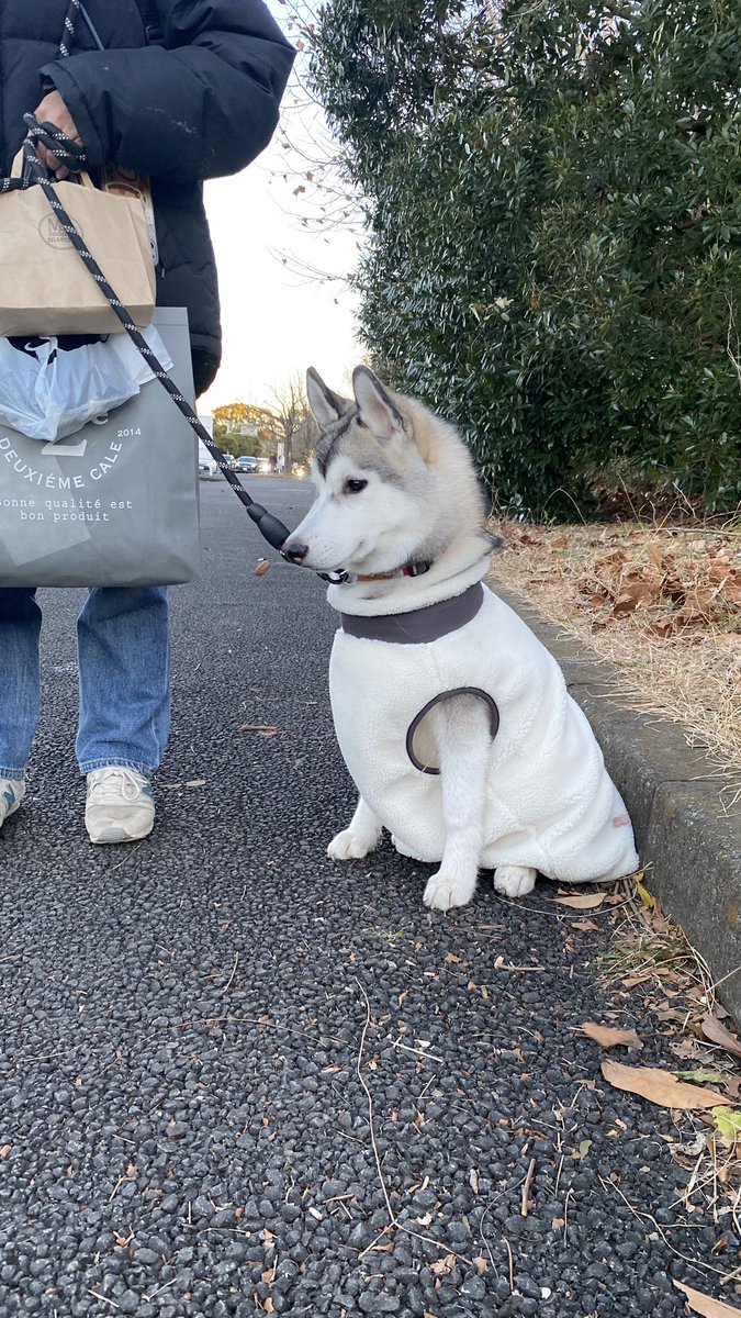 Loxy_husky's tweet photo. 明日でおうちに迎えて2ヶ月になるので、X(Twitter)アカウントも作ってみました！
犬友が出来たり、ロキシーの兄弟とか見つけられたらいいなーと思ってます🐾
 #シベリアンハスキー https://t.co/3d06QeDiKz