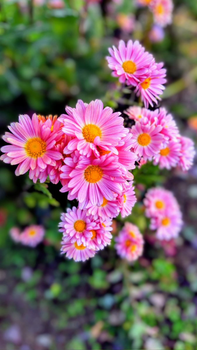 今日は、冬晴れです。庭に居ても、太陽のお陰で、ポカポカと暖かいです。植物達も、人の心も、柔らかくほぐれる気が、します。庭に咲いた、小菊の花、撮りました。