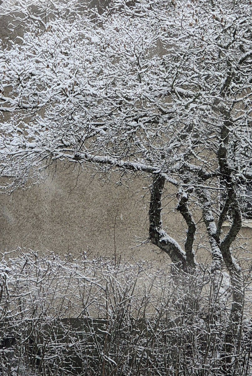 Nita77998809's tweet photo. #TuesdayTrunk
Kaupungin kauneimmat rungot
#Finland, #winter https://t.co/BIEOAx5vTl