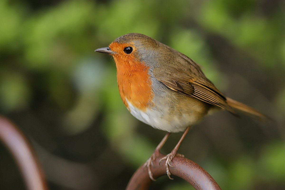 Robin in the Park last April #DDOR