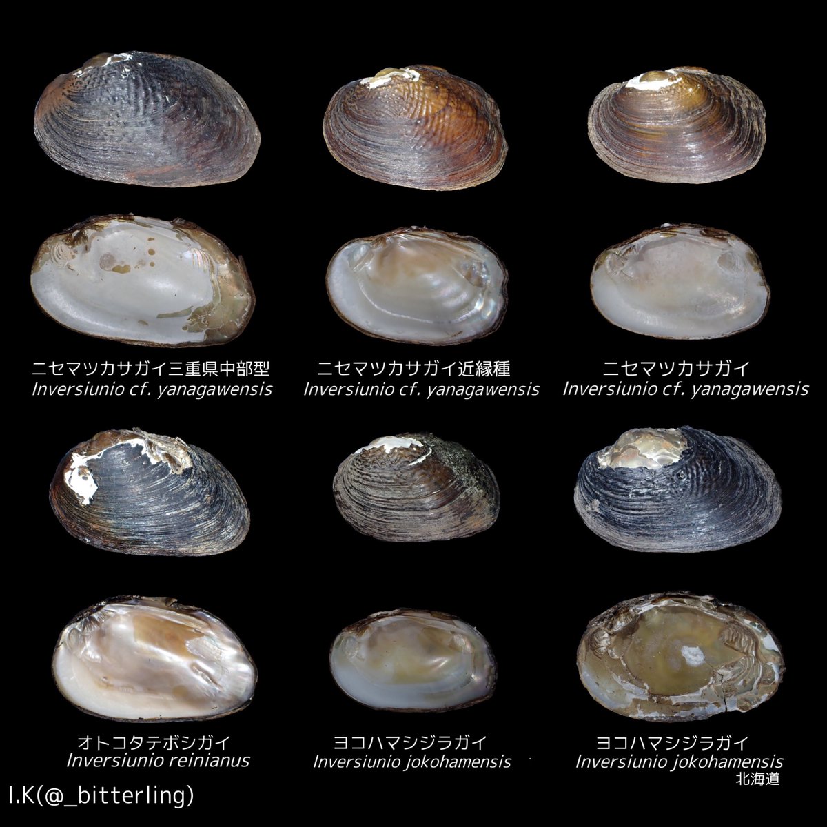 【レア】 Wikipedia - オオシャコガイ ホネガイ ヒレシャコガイ オウム貝 オウムガイ タツノオトシゴ 標本 置物
