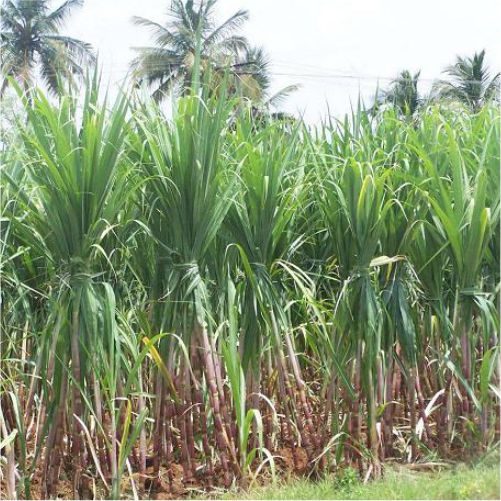 CoopSugarIndia's tweet image. Addressing potential long-term solutions for harvesting of sugarcane and to promote #FarmMechanization, NFCSF has sought a loan from the NCDC to help member mills purchase cane harvesters.

This has become important due to significant workforce reduction from 15 lakh a decade ago