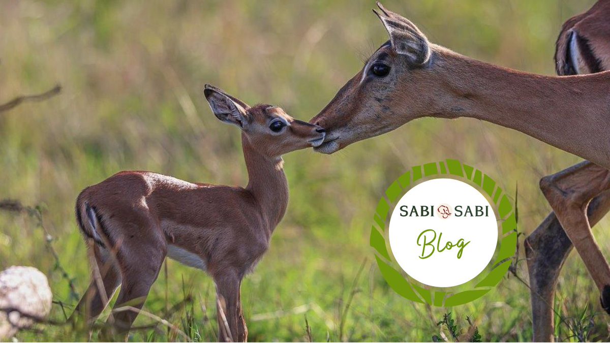 SabiSabiReserve's tweet photo. With summer in full swing, the bush comes alive with the sight of baby #impalas, #wildebeests & #warthogs. It’s a heartwarming spectacle, but these youngsters must navigate countless challenges to survive. Discover their journey in Ruan’s latest blog… https://t.co/wUs1X2dyd7 https://t.co/Ol6v97BFZE