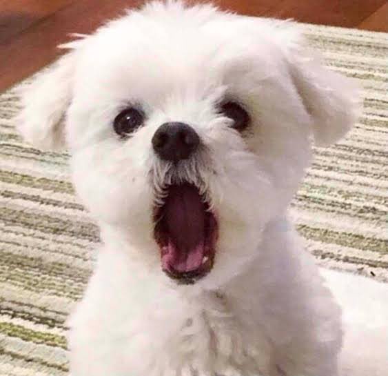 대장!!