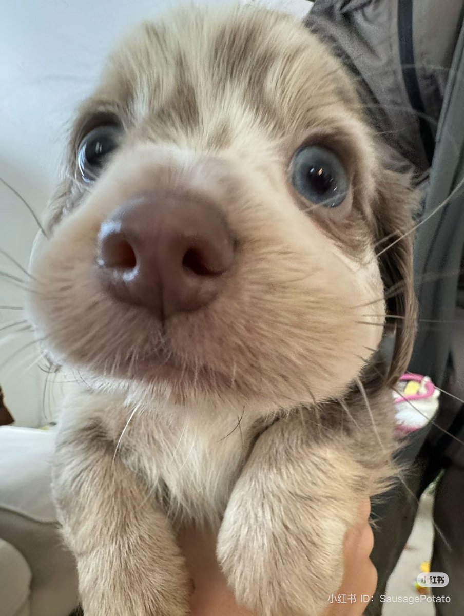 💖 (@twaniimals) on Twitter photo 