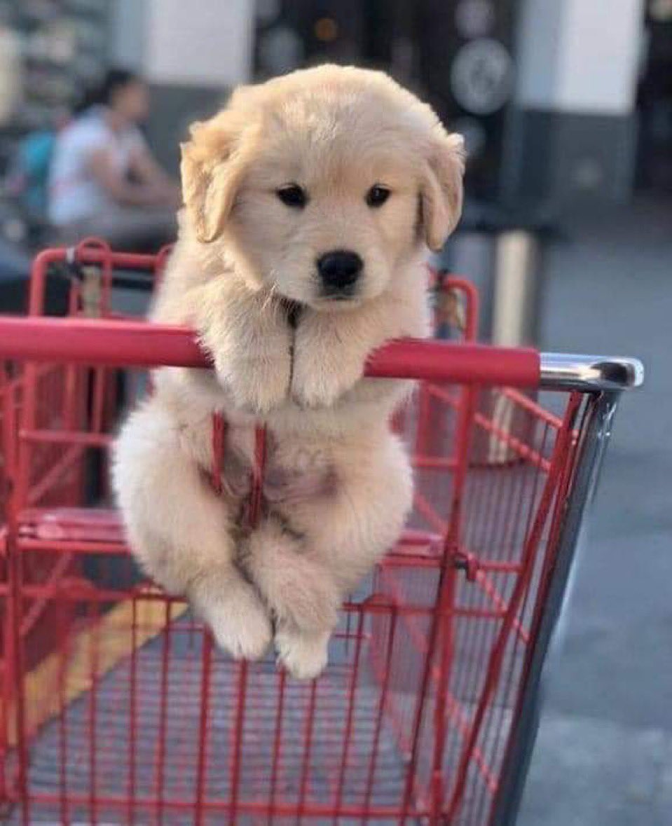 「ご主人、あのおやつ買ってもらってもいいですか？」
