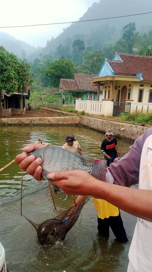 fit_nurlestari's tweet photo. Senin (09/12), Fitria Nur Lestari, Luhkan Garut, di Pokdakan Mekarjaya Ds Cinta, pendampingan panen ikan nila, sebanyak 1200 Kg, Harga Rp. 25.000/Kg #GiatLuhkanSatminkalbogor #KabGarut #Panen
@brpbatpp_bogor
@pusluh_bppsdm
@bppsdm_kp https://t.co/jdxG82s7WD