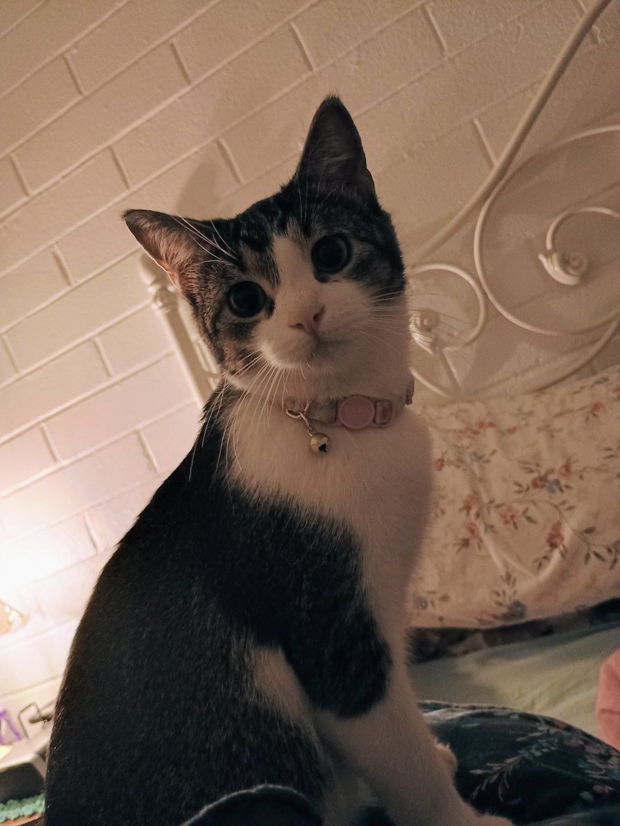 kizziebug's tweet photo. My two kitty girls. Ezra and Maisie. They are my world. ❤️🥰🐈 https://t.co/j8duD2gPan