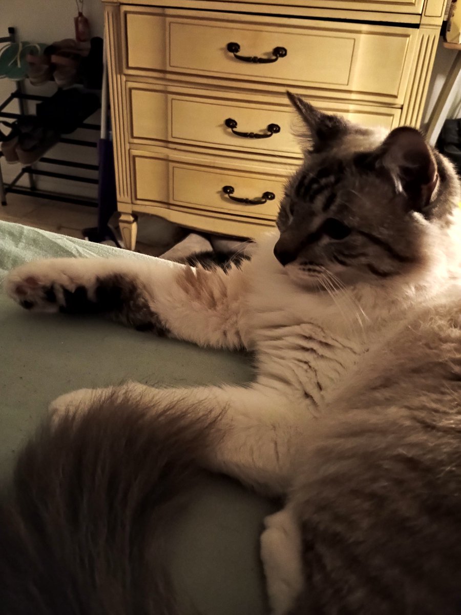 kizziebug's tweet photo. My two kitty girls. Ezra and Maisie. They are my world. ❤️🥰🐈 https://t.co/j8duD2gPan