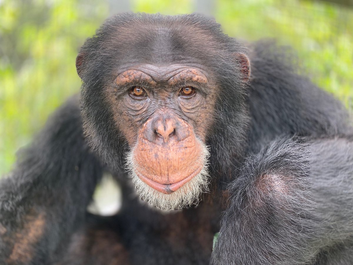 Dr. Meatball tweet media