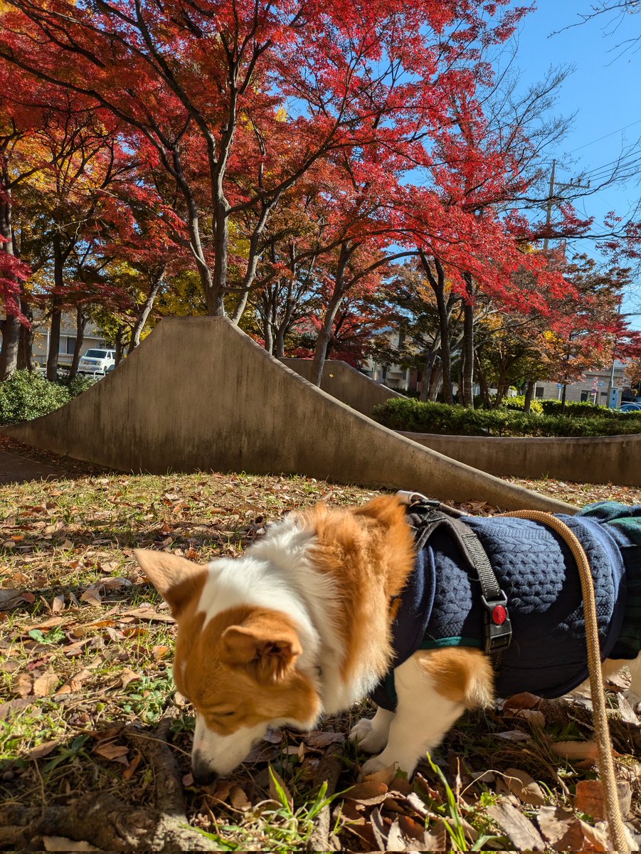 くん活中
 #コーギー