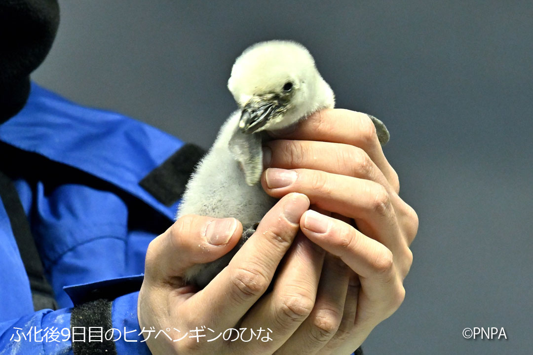 ペンギン水槽では、今シーズンもかわいいヒナが誕生しています！ ヒナ