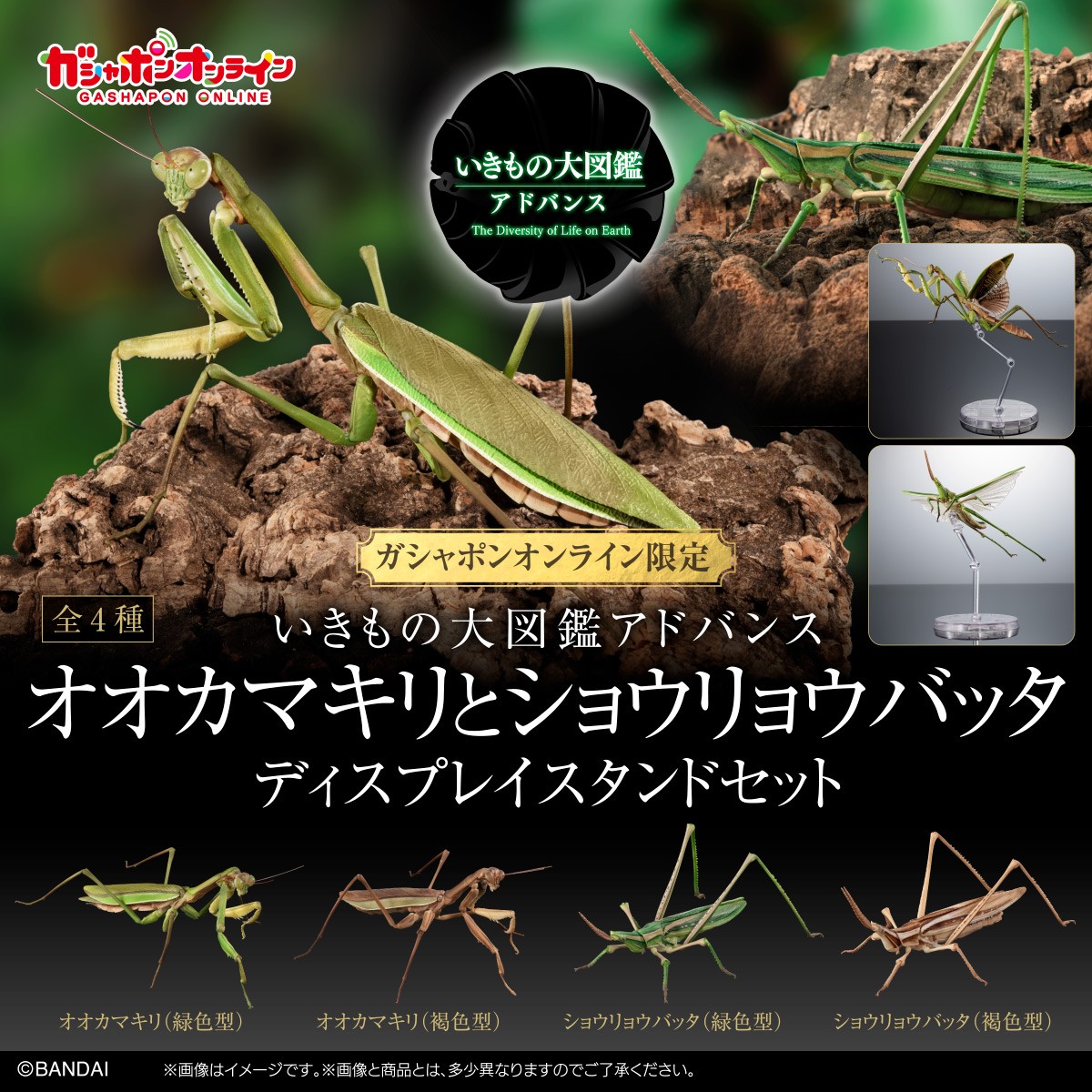 1メートルバッタ値下げ ポケットバグズ04トノサマバッタ