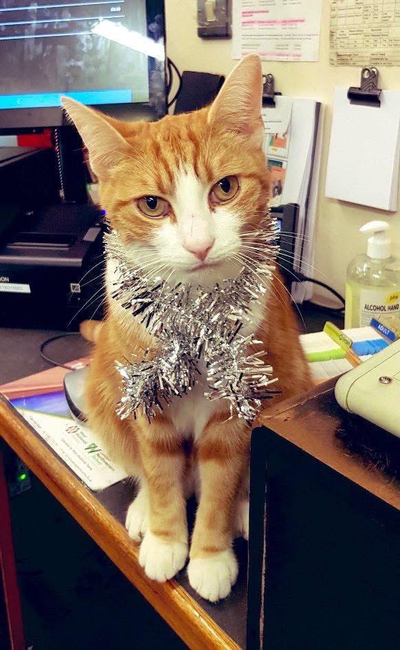 Good morning and welcome to Tuna Tuesday 

“To be beautiful means to be yourself. 

You don’t need to be accepted by others. You need to accept yourself.”

Be you, always. 

#cats #cats #Cat #CatsOnTwitter #CatsOfTwitter